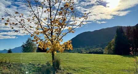 Ein Baum in Peiting, der als Ort für Baumbestattungen dient