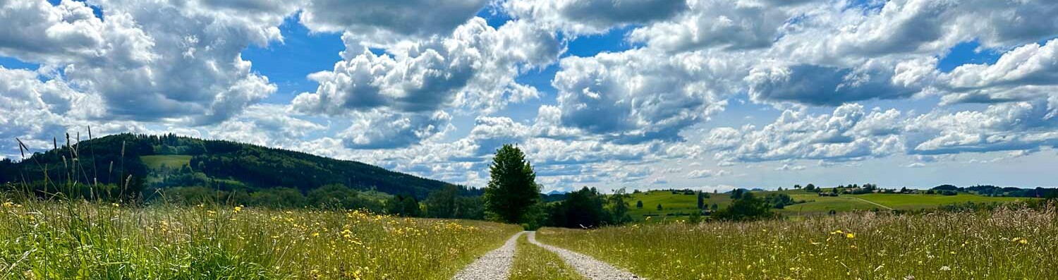 Pusteblumen auf einer Wiese deren Samen im Wind davongetragen werden