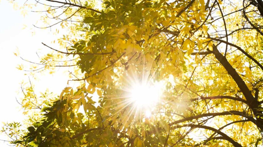 Sonnenschein durch Baumkrone